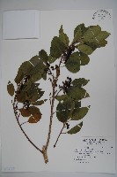 藏品(鐵冬青)的圖片