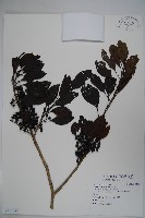 藏品(鐵冬青)的圖片