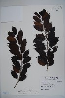藏品(刻脈冬青)的圖片