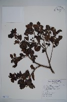 藏品(長梗花冬青)的圖片