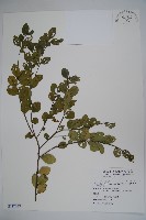 藏品(金平氏冬青)的圖片