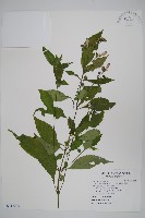 藏品(長穗馬藍)的圖片