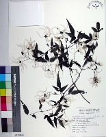 藏品(田村氏鐵線蓮)的圖片
