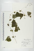 藏品(黑果馬交兒)的圖片