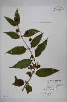 藏品(台灣土黨參)的圖片