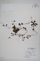 藏品(臺北附地草)的圖片