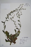 藏品(盾果草)的圖片