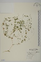 藏品(荷蓮豆草、菁芳草)的圖片