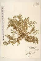 藏品(假吐金菊)的圖片