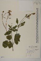 藏品(大花咸豐草)的圖片