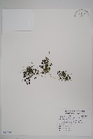 藏品(山桔梗)的圖片