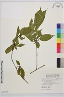 藏品(中原氏鼠李)的圖片