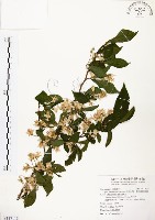 藏品(烏皮九芎、奮起湖野茉莉)的圖片