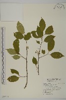藏品(南華南蛇藤，青江藤)的圖片
