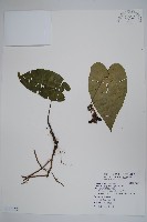 藏品(下花細辛)的圖片