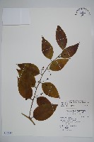 藏品(毛瓣蝴蝶木)的圖片