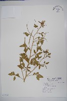 藏品(向天黃)的圖片