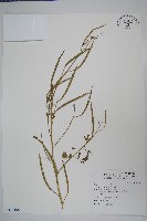 藏品(向天黃)的圖片