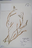 藏品(向天黃)的圖片