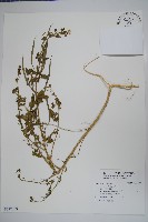 藏品(向天黃)的圖片