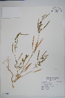 藏品(向天黃)的圖片