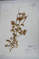 藏品(向天黃)的圖片