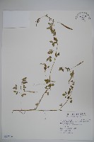 藏品(平伏莖白花菜、成功白花菜)的圖片