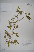 藏品(平伏莖白花菜、成功白花菜)的圖片
