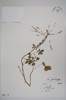 藏品(白花菜)的圖片