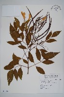 藏品(黃鐘花)的圖片