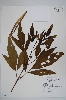 藏品(黃鐘花)的圖片