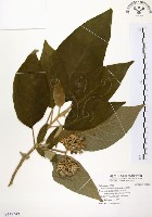 藏品(山煙草)的圖片