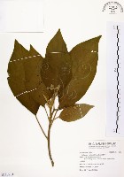 藏品(山煙草)的圖片