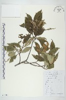 藏品(狹葉四照花)的圖片