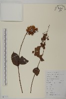 藏品(雷公藤)的圖片