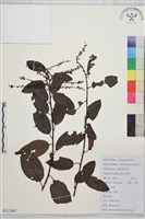 藏品(多花勾兒茶, 多花黃鱔藤)的圖片