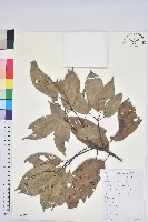 藏品(青剛櫟、鐵椆)的圖片