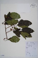 藏品(革葉獼猴桃)的圖片