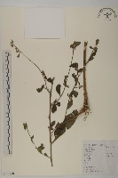 藏品(杓兒菜)的圖片