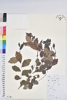 藏品(紅毛饅頭果)的圖片