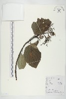 藏品(長圓葉萊木)的圖片