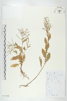 藏品(葶藶)的圖片