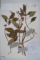 藏品(睫毛萼鳳仙花)的圖片