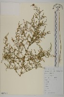 藏品(青蒿)的圖片