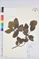 藏品(白臼)的圖片