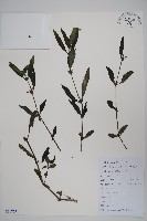 藏品(柳葉水蓑衣)的圖片