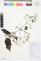 藏品(粗齒鐵線蓮)的圖片