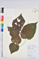 藏品(小果野桐)的圖片