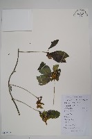 藏品(羊乳、四葉參)的圖片