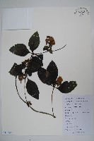 藏品(羊乳、四葉參)的圖片